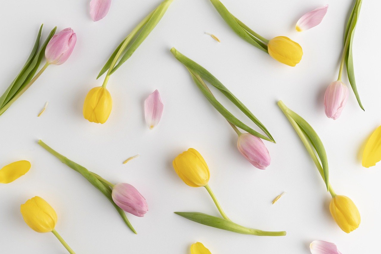 background, tulips, mother's day